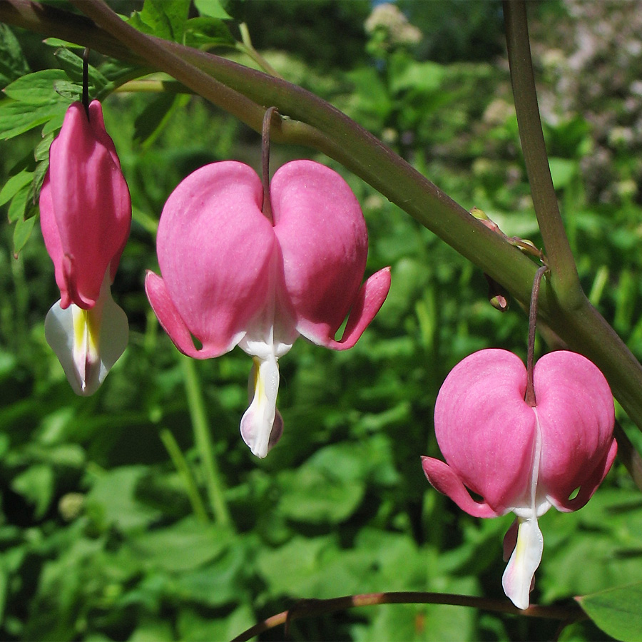 Image of Dicentra spectabilis specimen.