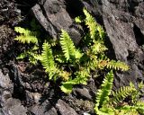 Polypodium sibiricum. Растения на скальном обнажении. Хабаровский край, Ванинский р-н, окр. пос. Высокогорный. 29.06.2005.