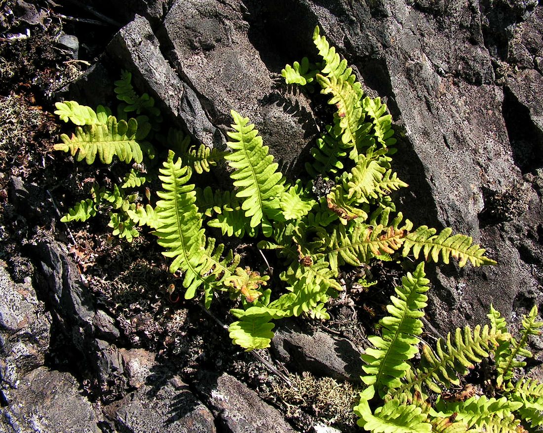 Image of Polypodium sibiricum specimen.