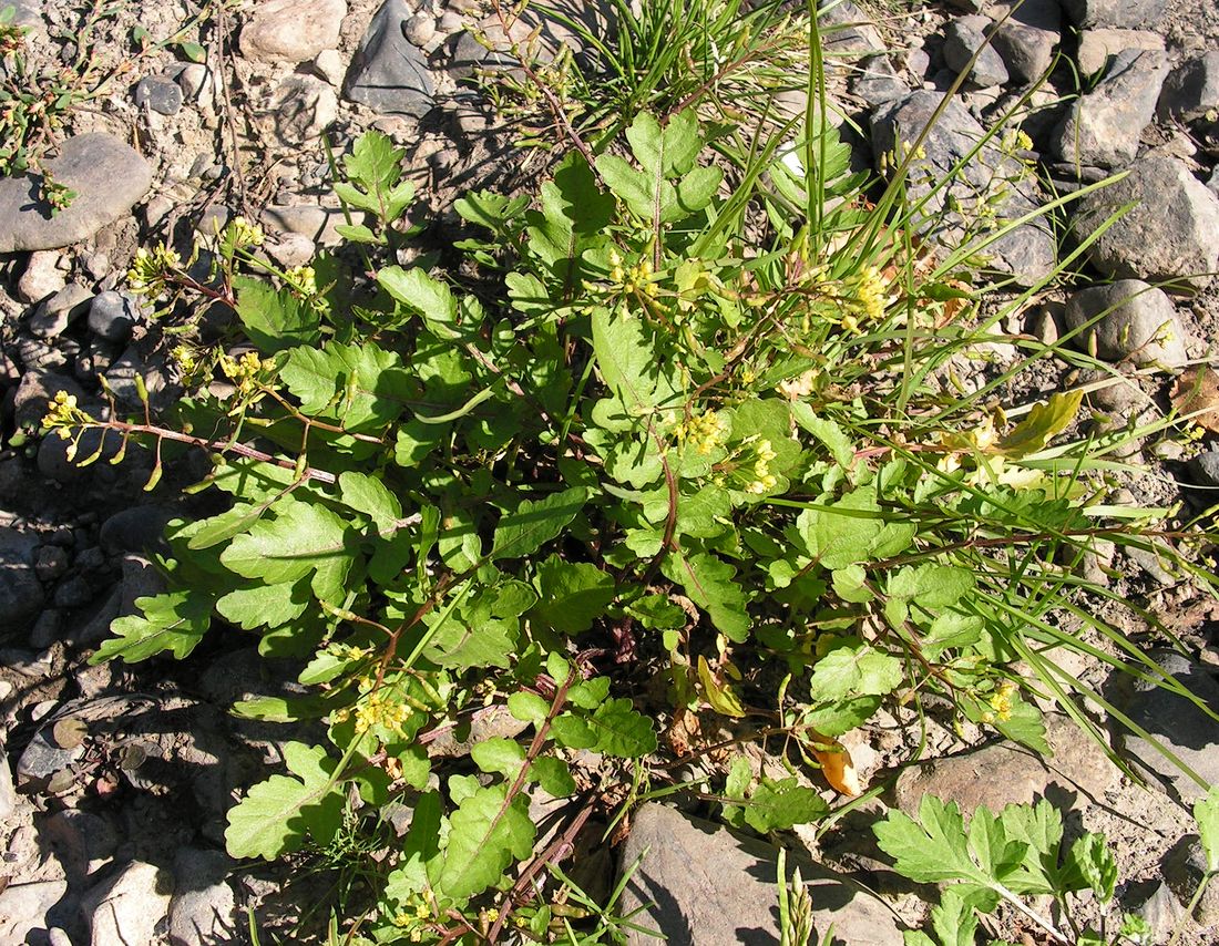 Image of Rorippa palustris specimen.