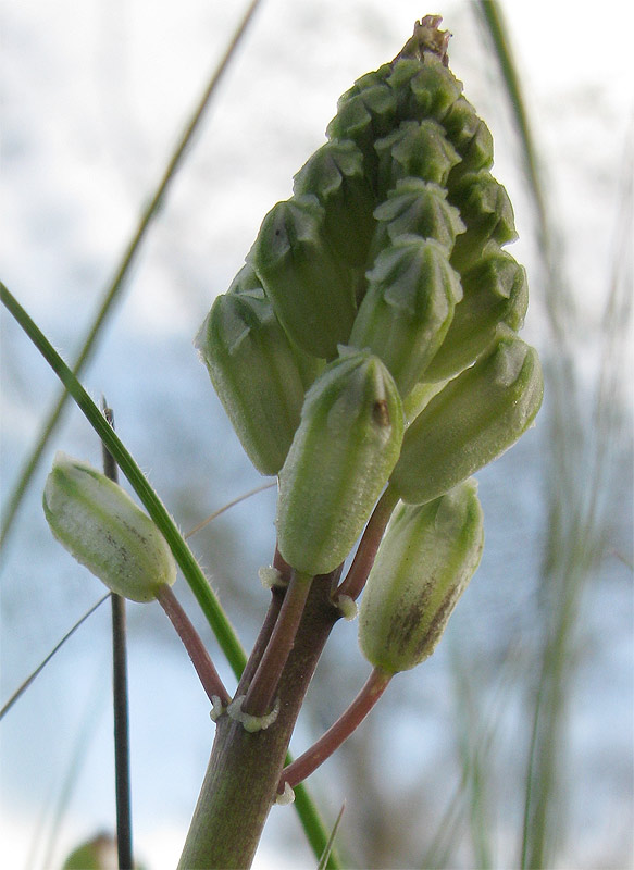 Image of genus Bellevalia specimen.
