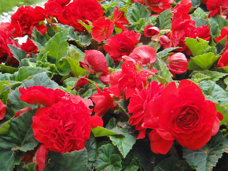 Image of Begonia &times; tuberhybrida specimen.