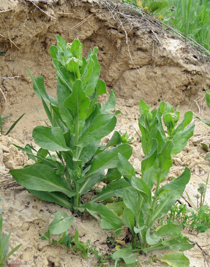 Image of Cardaria draba specimen.