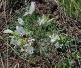 Oxytropis includens