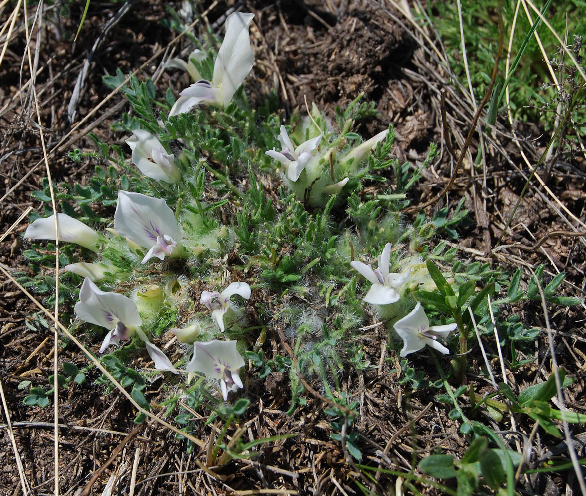 Изображение особи Oxytropis includens.