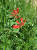 Adonis flammea