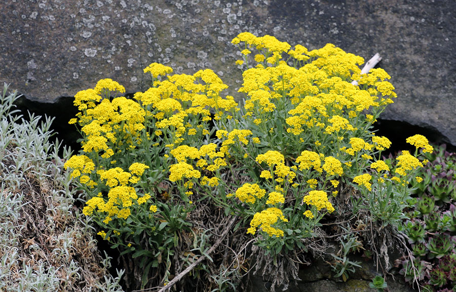 Image of Aurinia saxatilis specimen.