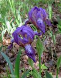 Iris hungarica. Цветки (окончание цветения). Украина, Киевская обл., Вышгородский р-н, севернее с. Лебедевка, левый берег дренажного канала, сосновый лес. 19 мая 2013 г.