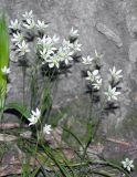 Lloydia triflora