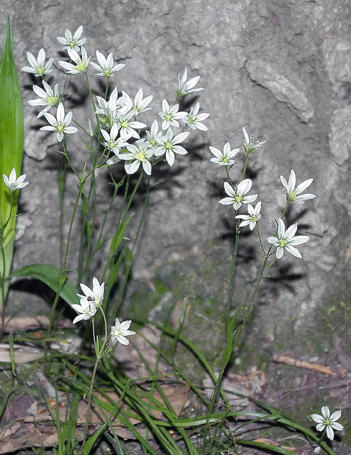 Image of Lloydia triflora specimen.