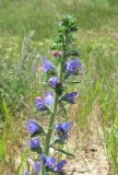 Echium vulgare. Верхушка соцветия. Крым, Белогорский р-н, окр. с. Земляничное, у дроги. 31 мая 2013 г.