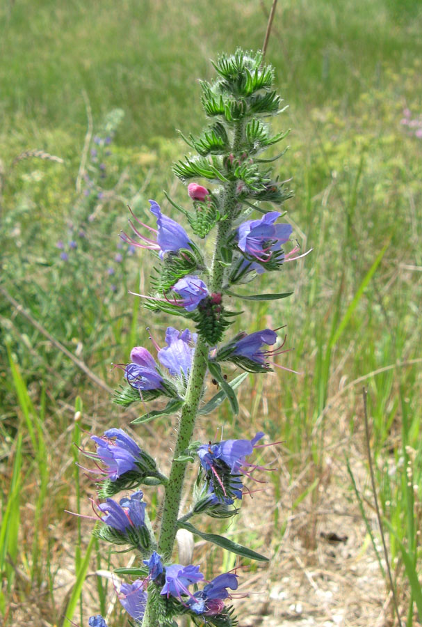 Изображение особи Echium vulgare.