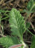 Teucrium chamaedrys