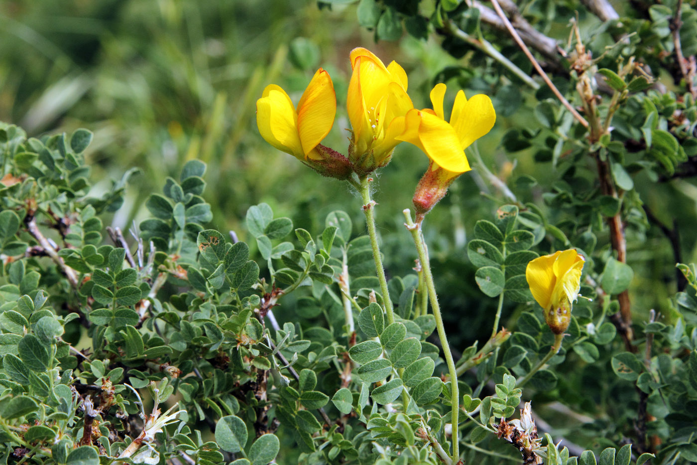 Изображение особи Calophaca tianschanica.