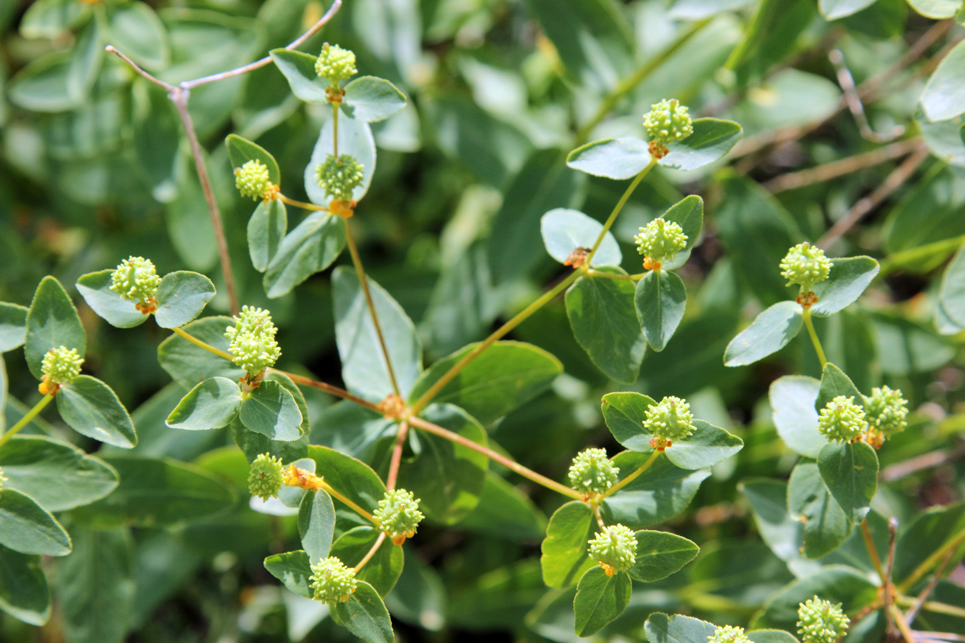 Изображение особи Euphorbia talastavica.