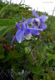 Aquilegia flabellata