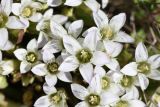 Gentianella promethea