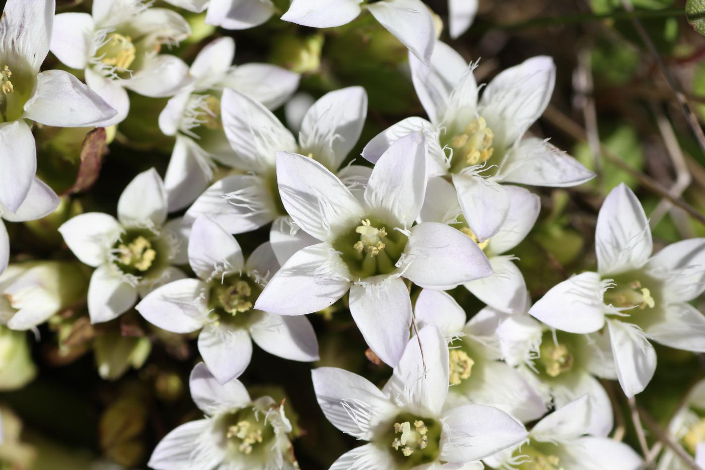 Image of Gentianella promethea specimen.