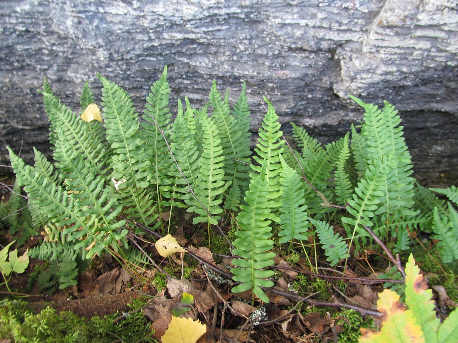 Изображение особи Polypodium vulgare.