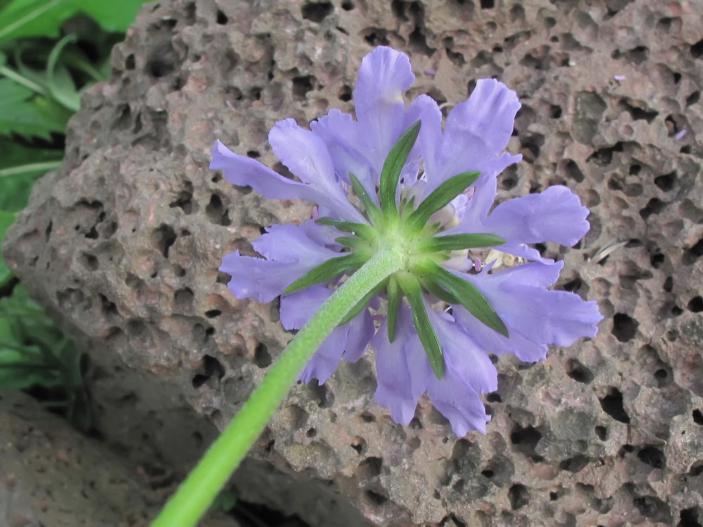 Image of Scabiosa lachnophylla specimen.