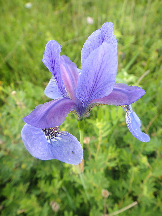 Image of Iris sanguinea specimen.