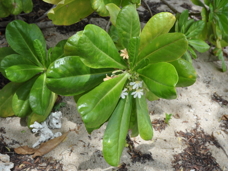 Изображение особи Scaevola taccada.