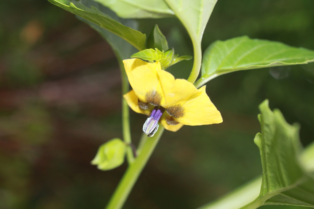 Изображение особи Physalis ixocarpa.