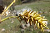 Salix pentandrifolia