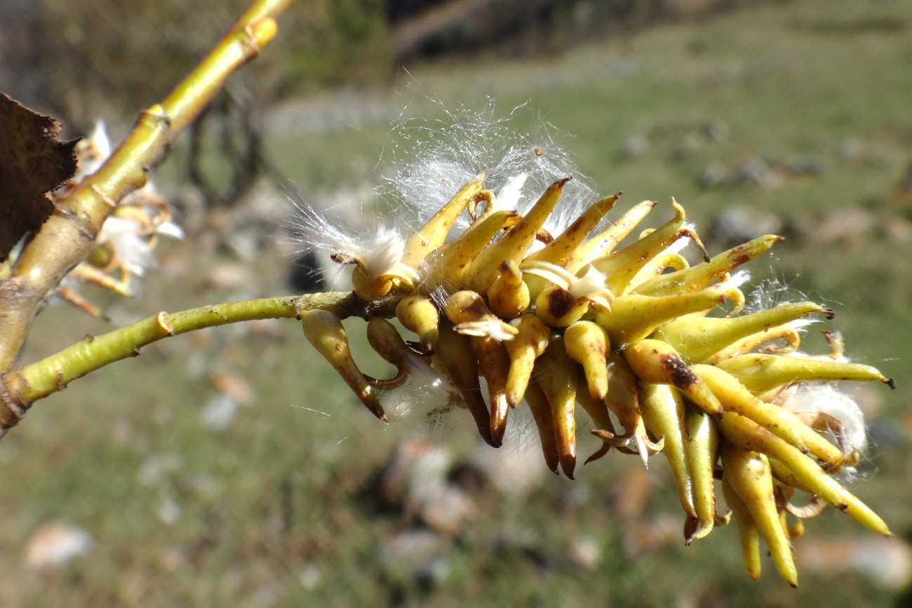 Изображение особи Salix pentandrifolia.