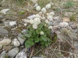Micranthes nelsoniana