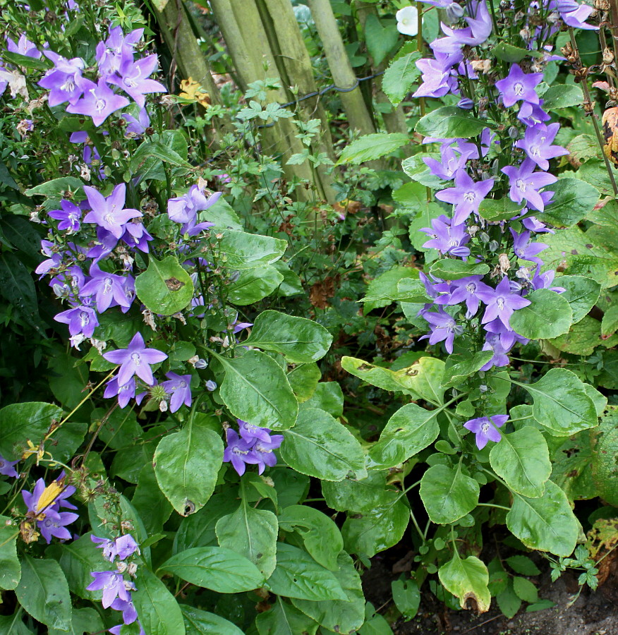 Изображение особи род Campanula.