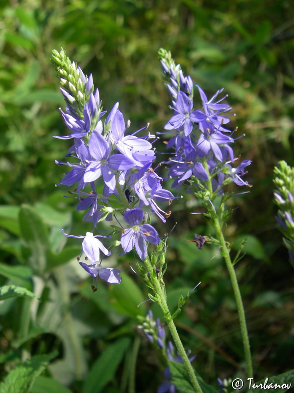 Image of Veronica teucrium specimen.