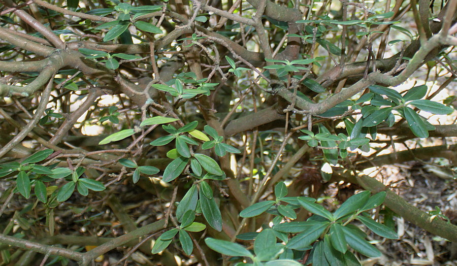 Image of genus Daphne specimen.