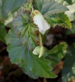 Begonia &times; tuberhybrida