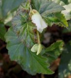 Begonia × tuberhybrida