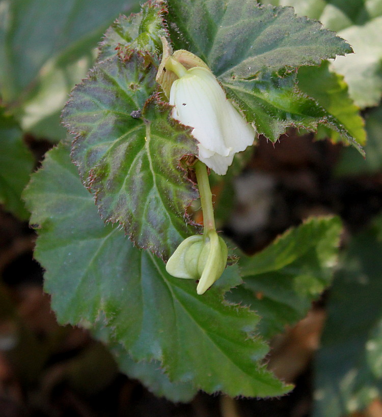 Image of Begonia × tuberhybrida specimen.