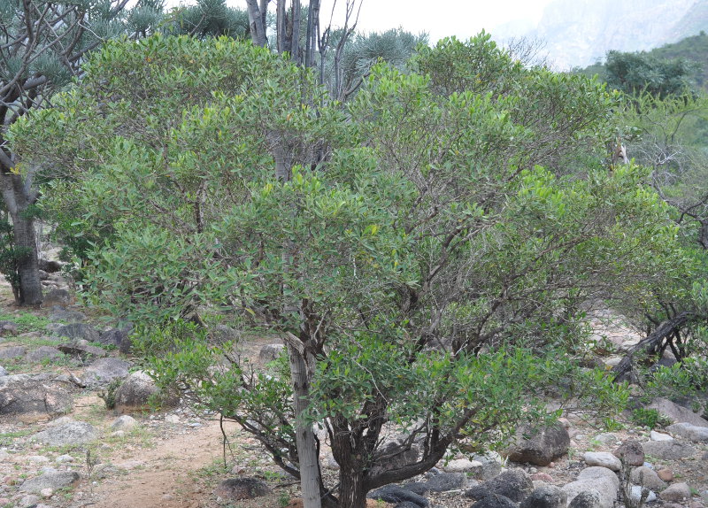 Image of Buxus hildebrandtii specimen.