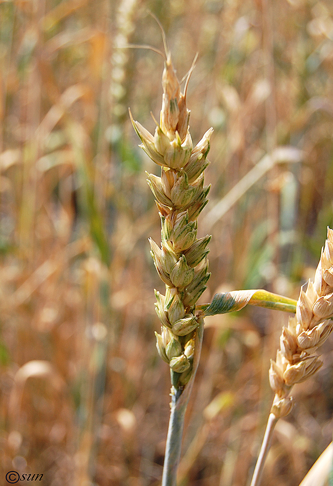 Image of Triticum aestivum specimen.