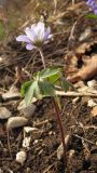 Anemone banketovii
