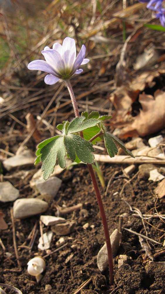 Изображение особи Anemone banketovii.