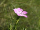 Dianthus guttatus