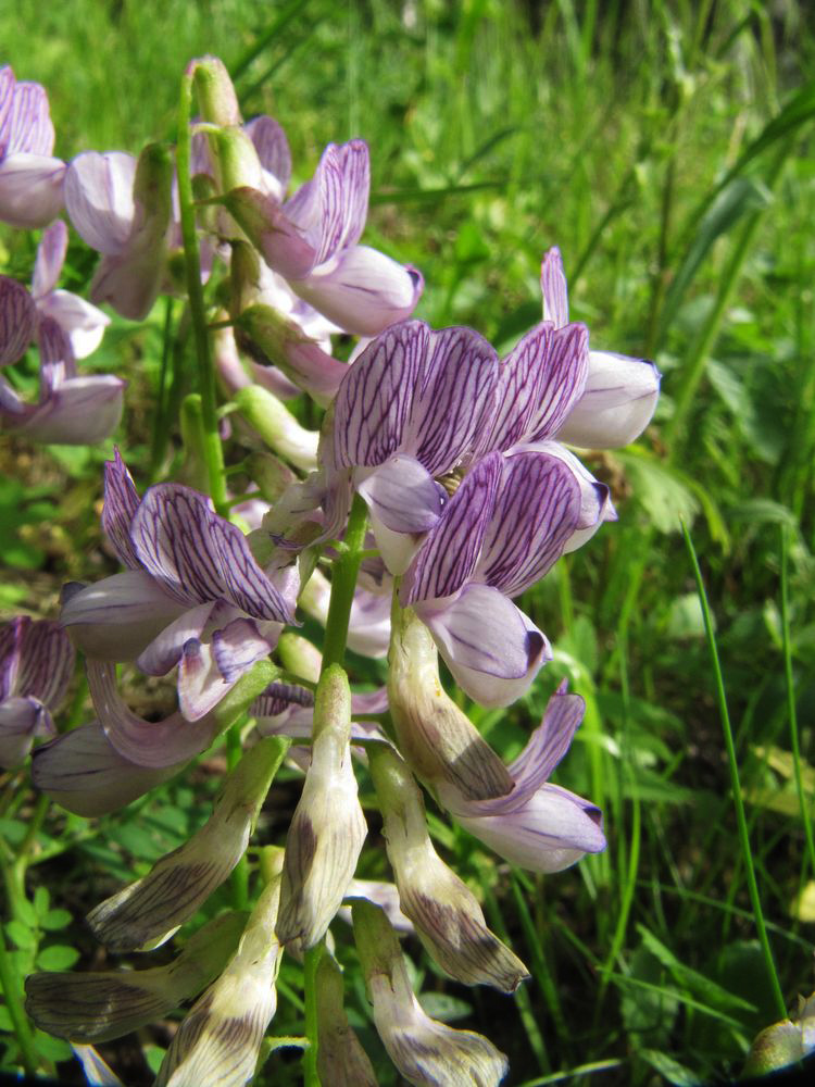 Image of Vicia sylvatica specimen.