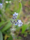 Myosotis micrantha