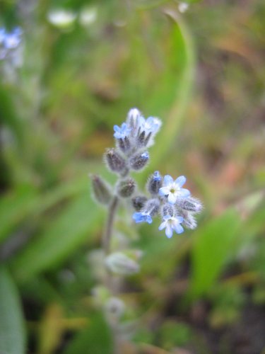 Image of Myosotis micrantha specimen.