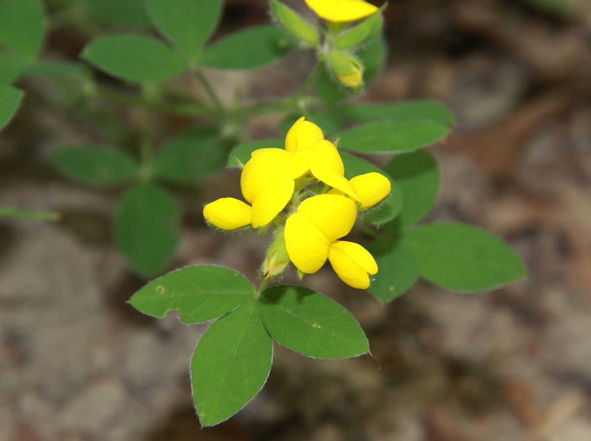 Изображение особи Argyrolobium biebersteinii.