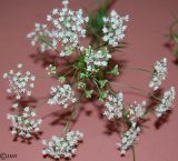 Pimpinella anisum