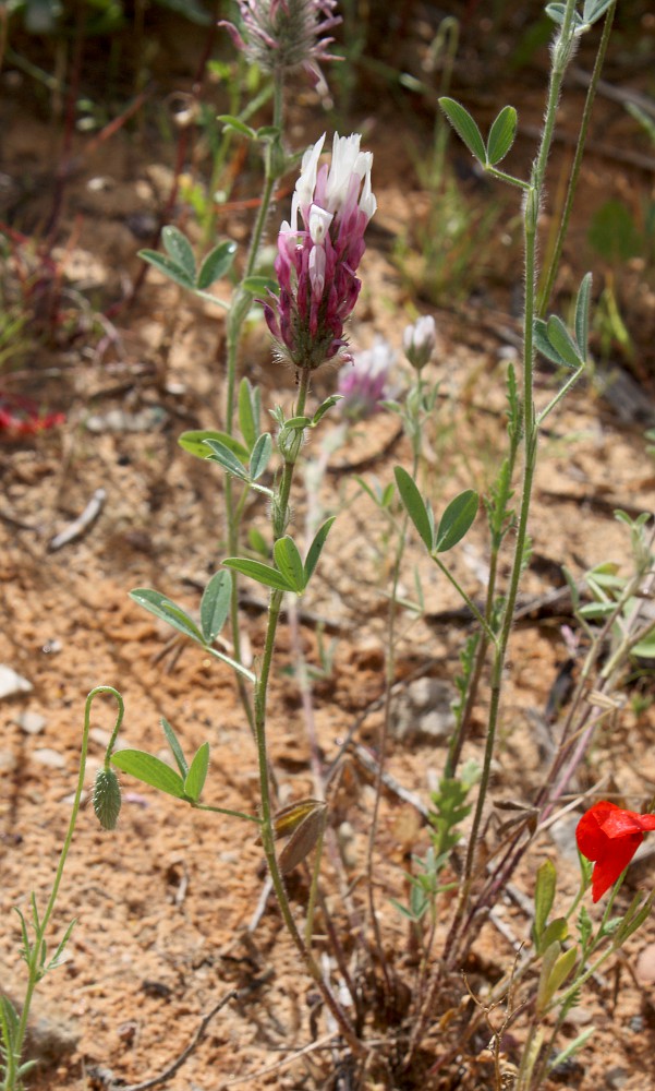 Image of Trifolium dichroanthum specimen.