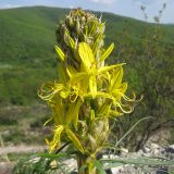 Asphodeline lutea. Соцветие. Краснодарский край, Абинский р-н, окр. ст. Шапсугская, известняковый карьер. 28.04.2014.