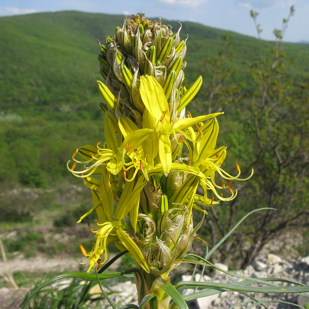 Изображение особи Asphodeline lutea.