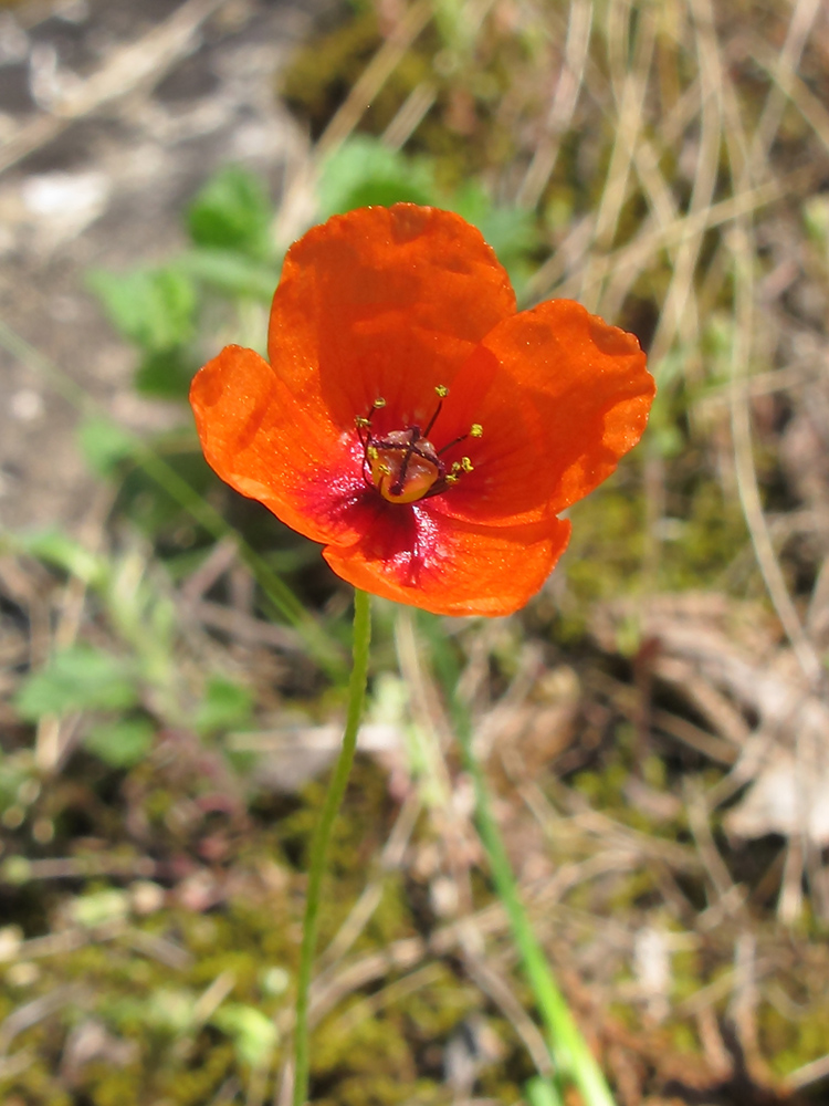 Изображение особи Papaver dubium.